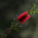 Foxtail red flowers  screen for extension Chrome web store in OffiDocs Chromium