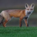Fox: The Clever and Adaptable Hunter  screen for extension Chrome web store in OffiDocs Chromium