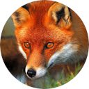 Fox Wallpaper  screen for extension Chrome web store in OffiDocs Chromium