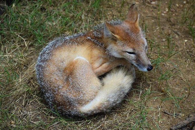 Free download fox wildlife animal nature zoo free picture to be edited with GIMP free online image editor