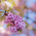 Fragile bunch of pink petals  screen for extension Chrome web store in OffiDocs Chromium