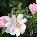 Fragile flower  screen for extension Chrome web store in OffiDocs Chromium