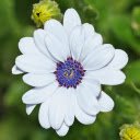Fragile white daisies  screen for extension Chrome web store in OffiDocs Chromium