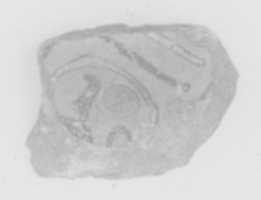 ດາວໂຫຼດຟຣີ Fragment of a votive tile with cartouche of Ramesses IV free photo or picture to be edited with GIMP online image editor