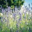 Fragrant Flowers  screen for extension Chrome web store in OffiDocs Chromium