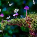 Fragrant forest mushrooms  screen for extension Chrome web store in OffiDocs Chromium