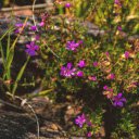 Fragrant purple grass flowers  screen for extension Chrome web store in OffiDocs Chromium
