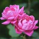 Fragrant rose branches  screen for extension Chrome web store in OffiDocs Chromium