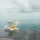 Frangipani Flowers by the Sea: A Beautiful Blend of Nature and Tranquility  screen for extension Chrome web store in OffiDocs Chromium