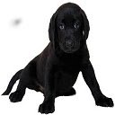 FREE dog training videos  screen for extension Chrome web store in OffiDocs Chromium