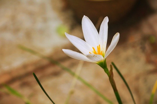 Free download free image india rohitimage5 flower free picture to be edited with GIMP free online image editor