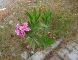 Free download Free Plant Photos (Turkey) free photo or picture to be edited with GIMP online image editor
