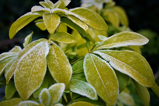 تنزيل مجاني متجمد للشتاء البارد التفاصيل الخضراء المجانية للصورة ليتم تحريرها باستخدام محرر الصور المجاني على الإنترنت GIMP