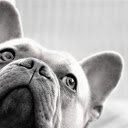 French bulldog dog black and white  screen for extension Chrome web store in OffiDocs Chromium