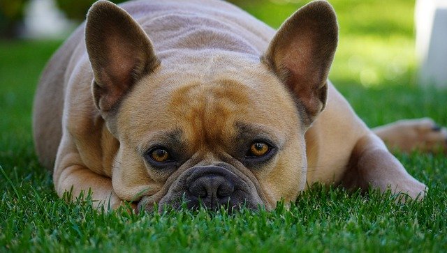 Kostenloser Download der französischen Bulldogge, die sich hinlegt, kostenloses Bild, das mit dem kostenlosen Online-Bildeditor GIMP bearbeitet werden kann