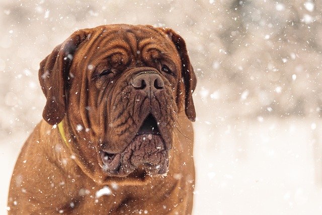 Kostenloser Download französischer Mastiff, Hund, Schnee, Haustier, Tier, kostenloses Bild, das mit dem kostenlosen Online-Bildeditor GIMP bearbeitet werden kann
