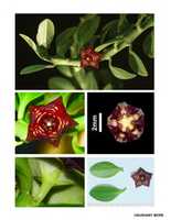 Free download Frerea indica free photo or picture to be edited with GIMP online image editor