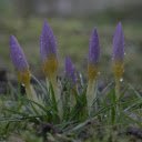 Fresh flower sprouts  screen for extension Chrome web store in OffiDocs Chromium