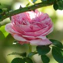 Fresh pink roses  screen for extension Chrome web store in OffiDocs Chromium