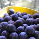 Fresh purple plums  screen for extension Chrome web store in OffiDocs Chromium Fresh purple plums  screen for extension Chrome web store in OffiDocs Chromium