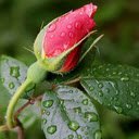 Fresh rose bud wallpaper  screen for extension Chrome web store in OffiDocs Chromium