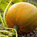 Fresh Round Pumpkin  screen for extension Chrome web store in OffiDocs Chromium