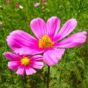 Fresh spring flower garden  screen for extension Chrome web store in OffiDocs Chromium