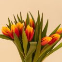 fresh tulip bouquet  screen for extension Chrome web store in OffiDocs Chromium