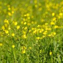 Fresh yellow grass flowers  screen for extension Chrome web store in OffiDocs Chromium