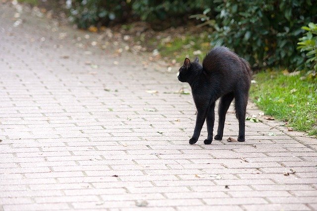 Free download friday 13 hypnosis cat black cat free picture to be edited with GIMP free online image editor