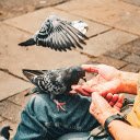 Friendly birds  screen for extension Chrome web store in OffiDocs Chromium