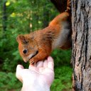 Friendly squirrel  screen for extension Chrome web store in OffiDocs Chromium