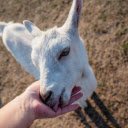 Friendly white goat  screen for extension Chrome web store in OffiDocs Chromium