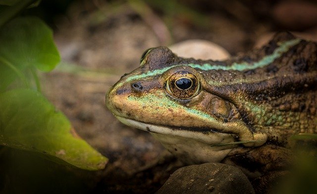 Free download frog amphibian amphibians tree frog free picture to be edited with GIMP free online image editor