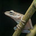 Frog clinging to the tree  screen for extension Chrome web store in OffiDocs Chromium