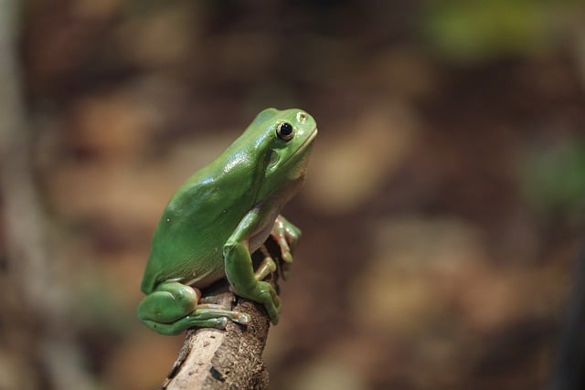 Libreng download frog green tree frog reptile libreng larawan na ie-edit gamit ang GIMP libreng online na editor ng imahe