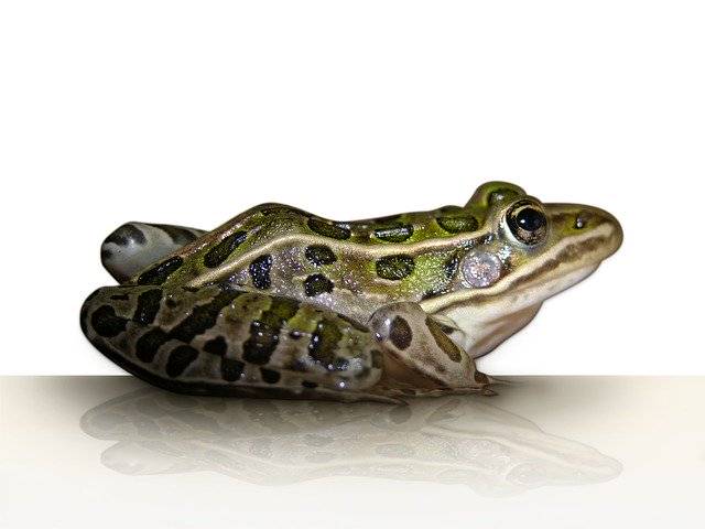 Kostenloser Download Frog Leopard Amphibian - kostenloses Foto oder Bild zur Bearbeitung mit GIMP Online-Bildbearbeitung