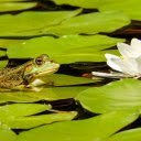 Frog lying on lotus leaf  screen for extension Chrome web store in OffiDocs Chromium