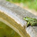 Frog nuggets  screen for extension Chrome web store in OffiDocs Chromium