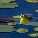 Frog nuggets under the gun  screen for extension Chrome web store in OffiDocs Chromium
