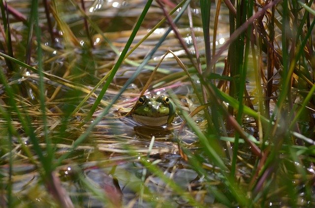 Free download frog toad pond river amphibious free picture to be edited with GIMP free online image editor