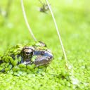 Frog under the duckweed  screen for extension Chrome web store in OffiDocs Chromium