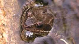 カエルの水の池を無料ダウンロード - GIMP オンライン画像エディターで編集できる無料の写真または画像