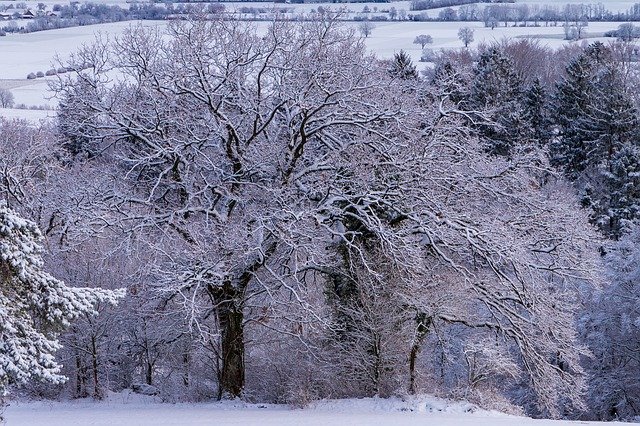 Bezpłatne pobieranie bezpłatnego szablonu zdjęć Frost Cold Tree do edycji za pomocą internetowego edytora obrazów GIMP