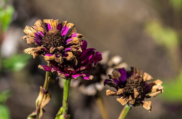 김프 무료 온라인 이미지 편집기로 편집할 서리 피해 죽어가는 꽃 백일초 무료 사진 다운로드