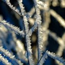 Frost dried tree  screen for extension Chrome web store in OffiDocs Chromium