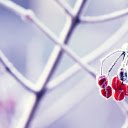 Frosted Winter Berries  screen for extension Chrome web store in OffiDocs Chromium
