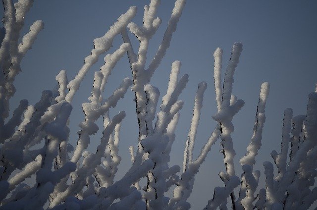Free download frost ice stalks snow capped free picture to be edited with GIMP free online image editor