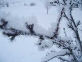 Free download Frost on branches free photo or picture to be edited with GIMP online image editor