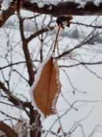 Free download Frost on leaf free photo or picture to be edited with GIMP online image editor